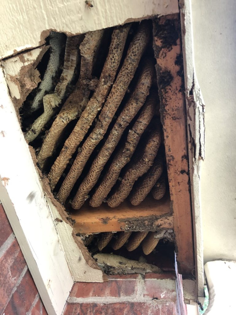 before honeycomb removal